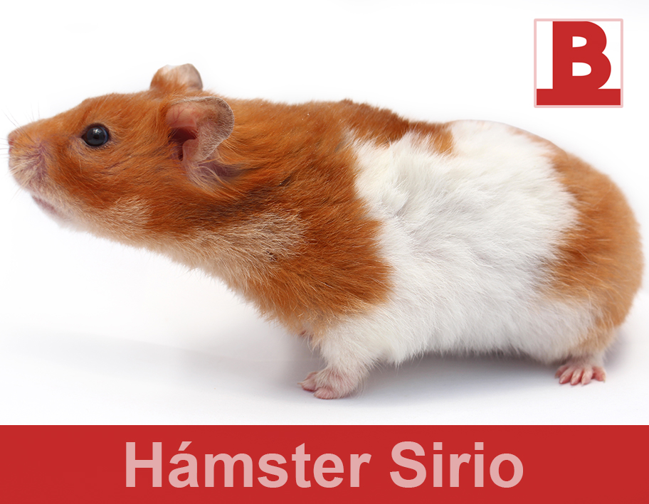 Hámster sirio